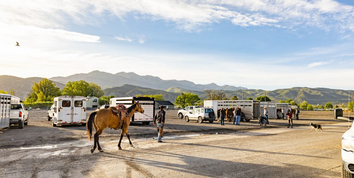 Cowboy Preparing Horses for a Rodeo
